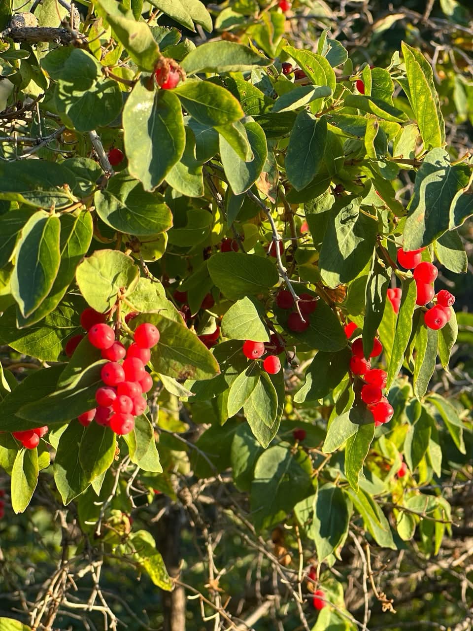 A handful of dark, ripe berries