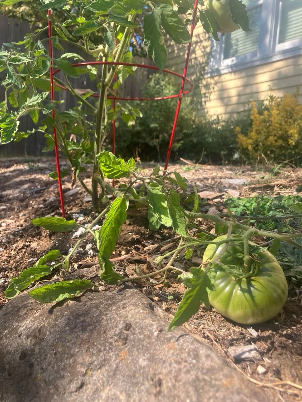 A tomato so large it has snapped the branch it grew on